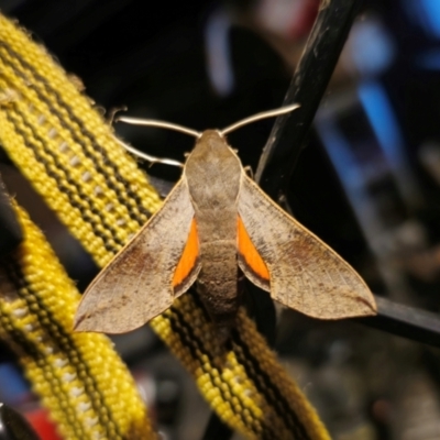 Hippotion scrofa (Coprosma Hawk Moth) at QPRC LGA - 25 Feb 2024 by Csteele4