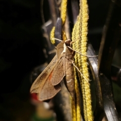 Hippotion scrofa at QPRC LGA - 25 Feb 2024