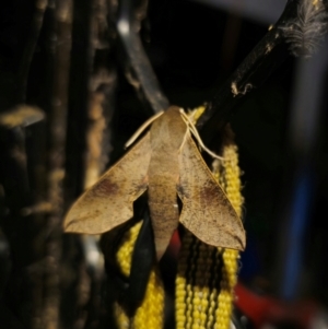 Hippotion scrofa at QPRC LGA - 25 Feb 2024