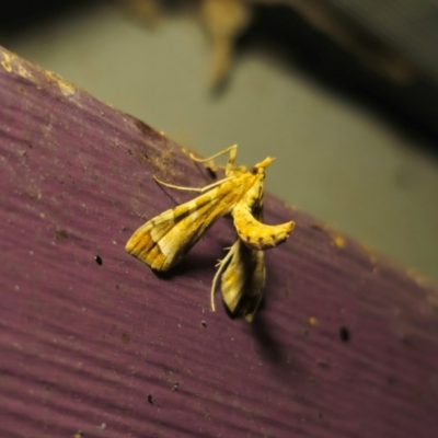 Sceliodes cordalis (Eggfruit Caterpillar, Poroporo Fruit Borer) at QPRC LGA - 25 Feb 2024 by Csteele4