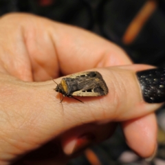 Proteuxoa tortisigna (Streaked Rictonis Moth) at Captains Flat, NSW - 26 Feb 2024 by Csteele4