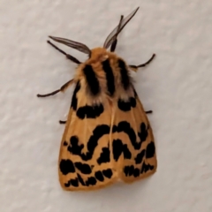 Ardices curvata (Crimson Tiger Moth) at Kambah, ACT - 26 Feb 2024 by HelenCross