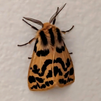 Ardices curvata (Crimson Tiger Moth) at Lions Youth Haven - Westwood Farm - 26 Feb 2024 by HelenCross
