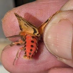 Ardices curvata at Lions Youth Haven - Westwood Farm A.C.T. - 26 Feb 2024