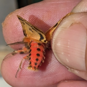 Ardices curvata at Lions Youth Haven - Westwood Farm A.C.T. - 26 Feb 2024