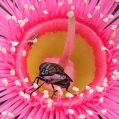 Rhiniidae sp. (family) (Snout fly) at ANBG - 19 Feb 2024 by HelenCross