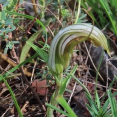 Diplodium truncatum (Little Dumpies, Brittle Greenhood) at Hall, ACT - 18 Feb 2024 by AndyRoo