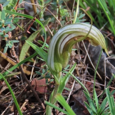 Diplodium truncatum (Little Dumpies, Brittle Greenhood) at Hall, ACT - 17 Feb 2024 by AndyRoo