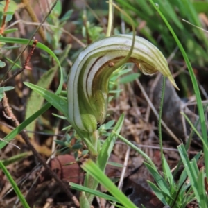 Diplodium truncatum at Hall, ACT - 18 Feb 2024