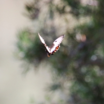 Papilio aegeus (Orchard Swallowtail, Large Citrus Butterfly) at Greenway, ACT - 26 Feb 2024 by RodDeb