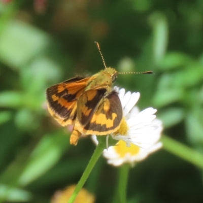 Ocybadistes walkeri (Green Grass-dart) at Lake Tuggeranong - 26 Feb 2024 by RodDeb