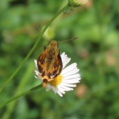 Ocybadistes walkeri at Lake Tuggeranong - 26 Feb 2024