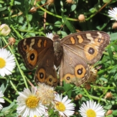 Junonia villida (Meadow Argus) at Greenway, ACT - 26 Feb 2024 by RodDeb