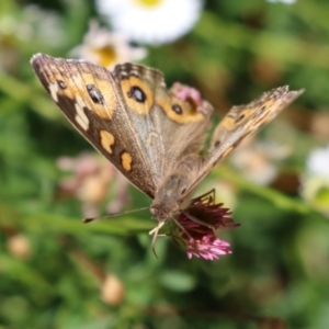 Junonia villida at Lake Tuggeranong - 26 Feb 2024 01:38 PM