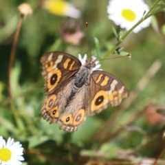 Junonia villida at Lake Tuggeranong - 26 Feb 2024