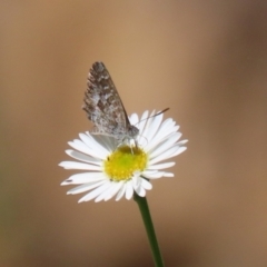 Theclinesthes serpentata (Saltbush Blue) at Greenway, ACT - 26 Feb 2024 by RodDeb