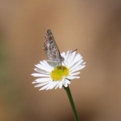 Theclinesthes serpentata at Lake Tuggeranong - 26 Feb 2024