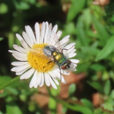 Lucilia cuprina (Australian sheep blowfly) at Greenway, ACT - 26 Feb 2024 by RodDeb