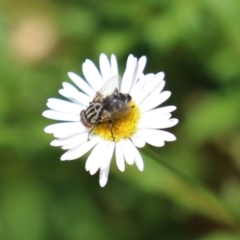 Exorista sp. (genus) at Lake Tuggeranong - 26 Feb 2024 by RodDeb