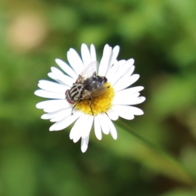 Tachinidae (family) (Unidentified Bristle fly) at Lake Tuggeranong - 26 Feb 2024 by RodDeb