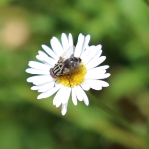 Tachinidae (family) at Lake Tuggeranong - 26 Feb 2024 01:34 PM