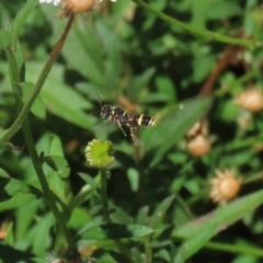 Cerceris sp. (genus) (Unidentified Cerceris wasp) at Greenway, ACT - 26 Feb 2024 by RodDeb