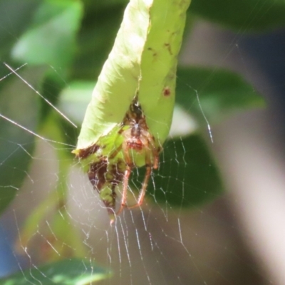 Phonognatha graeffei (Leaf Curling Spider) at Greenway, ACT - 26 Feb 2024 by RodDeb