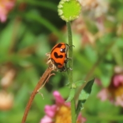 Coccinella transversalis (Transverse Ladybird) at Greenway, ACT - 26 Feb 2024 by RodDeb