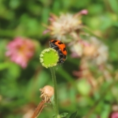 Coccinella transversalis at Lake Tuggeranong - 26 Feb 2024