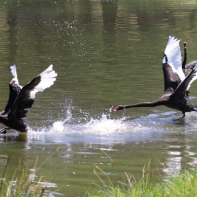 Cygnus atratus (Black Swan) at Greenway, ACT - 26 Feb 2024 by RodDeb