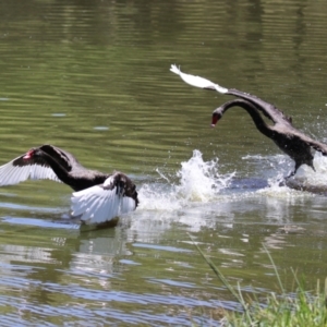 Cygnus atratus at Lake Tuggeranong - 26 Feb 2024 12:55 PM