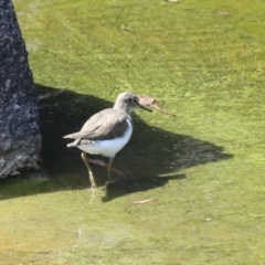 Actitis hypoleucos (Common Sandpiper) at Greenway, ACT - 26 Feb 2024 by RodDeb