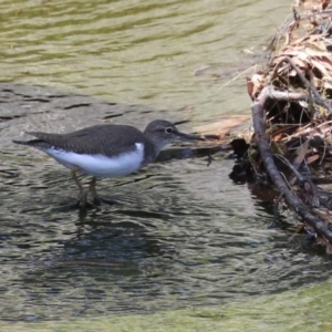 Actitis hypoleucos at Lake Tuggeranong - 26 Feb 2024