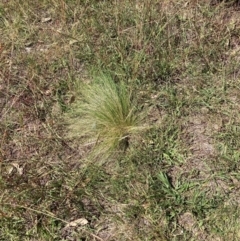 Nassella trichotoma (Serrated Tussock) at The Fair, Watson - 25 Feb 2024 by waltraud