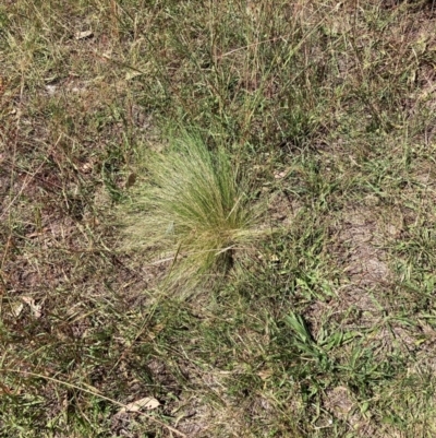 Nassella trichotoma (Serrated Tussock) at Watson, ACT - 25 Feb 2024 by waltraud