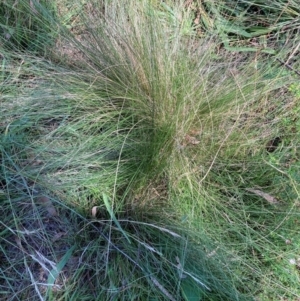 Nassella trichotoma at Mount Majura - 25 Feb 2024