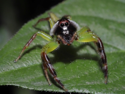 Mopsus mormon (Green Jumping Spider) at Wellington Point, QLD - 17 Feb 2024 by TimL