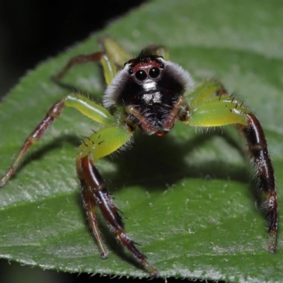 Mopsus mormon (Green Jumping Spider) at Wellington Point, QLD - 17 Feb 2024 by TimL