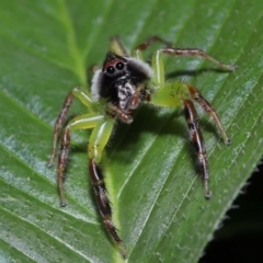 Mopsus mormon at Wellington Point, QLD - 17 Feb 2024