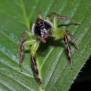 Mopsus mormon at Wellington Point, QLD - 17 Feb 2024