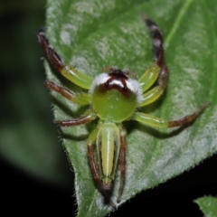 Mopsus mormon at Wellington Point, QLD - 17 Feb 2024