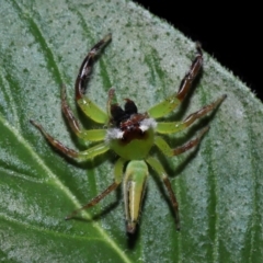 Mopsus mormon at Wellington Point, QLD - 17 Feb 2024