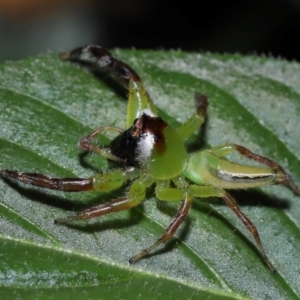 Mopsus mormon at Wellington Point, QLD - 17 Feb 2024