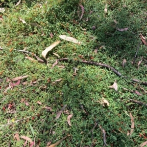 Einadia nutans subsp. nutans at Mount Majura - 25 Feb 2024