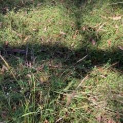 Einadia nutans subsp. nutans at Mount Majura - 25 Feb 2024