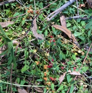 Einadia nutans subsp. nutans at Mount Majura - 25 Feb 2024