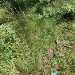 Nassella trichotoma (Serrated Tussock) at Mount Majura - 25 Feb 2024 by waltraud