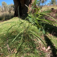 Acacia implexa (Hickory Wattle, Lightwood) at Mount Majura - 25 Feb 2024 by waltraud
