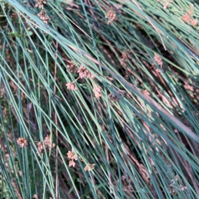 Juncus (genus) (A Rush) at The Fair, Watson - 25 Feb 2024 by waltraud