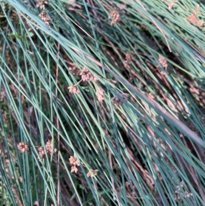 Juncus sp. (A Rush) at Mount Majura - 25 Feb 2024 by waltraud